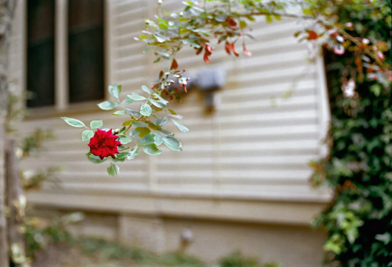 William Eggleston Flowers