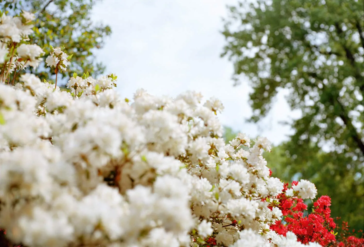 William Eggleston Flowers
